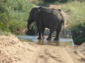 Umfolozi Hluhluwe Nationalpark