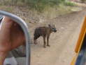 Kruger Nationalpark