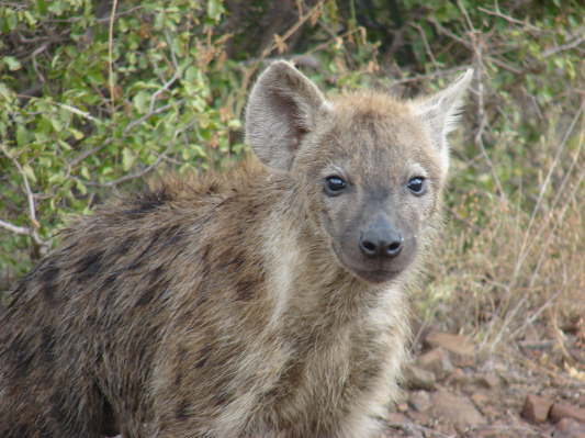 Kruger Nationalpark