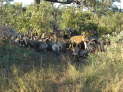 Kruger Nationalpark