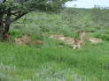 Etosha Nationalpark