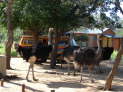 Harnas