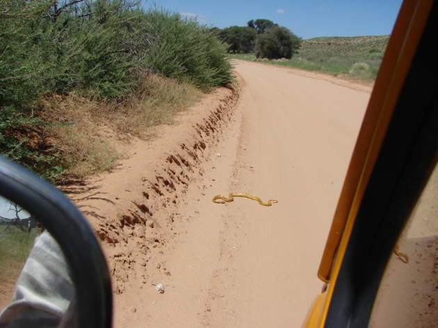 Kgalagadi Nationalpark