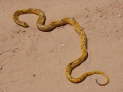 Kgalagadi Nationalpark