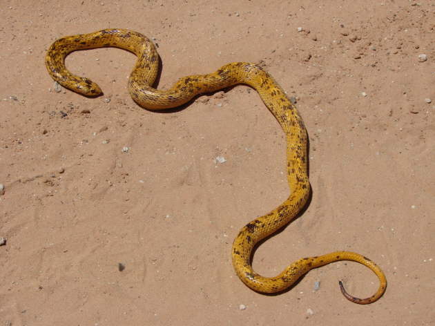 Kgalagadi Nationalpark